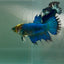 Crowtail Blue Hulk Koi Green Eye Female Betta #Au36