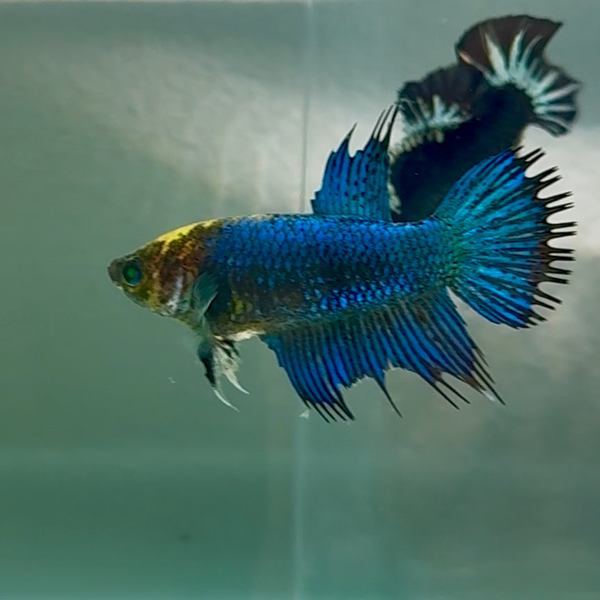 Crowtail Blue Hulk Koi Green Eye Female Betta #Au36