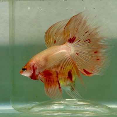 Halfmoon Pink Dot Male Betta #Jul34