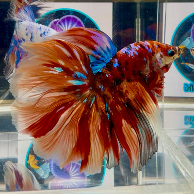 Nemo Classic Multicolor Halfmoon - Male Betta M24