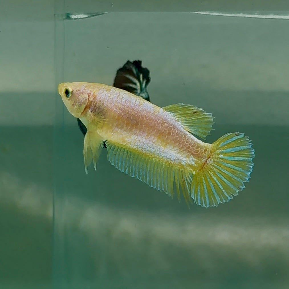 Plakat Gold Pastel Female Betta #Au42