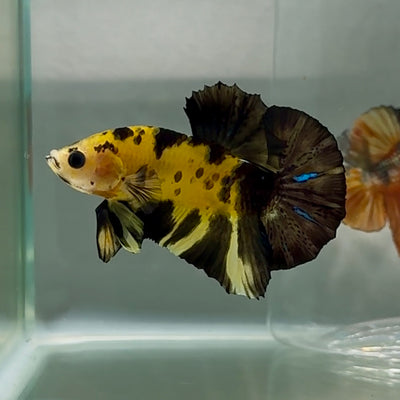Plakat Koi Yellow Copper Male Betta #Au86