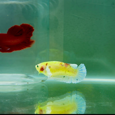 Plakat Dumbo Koi Multicolor Green Eye Female Betta #M121