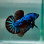 Plakat Blue Samurai Male Betta #Au62