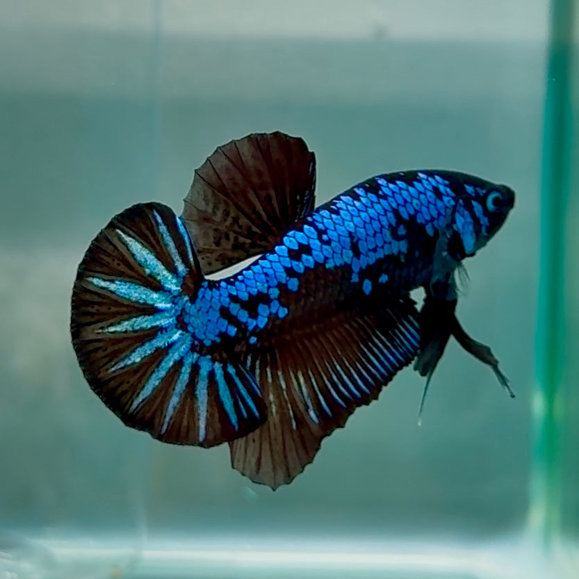 Plakat Blue Samurai Male Betta #Au62