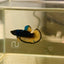 Avatar Blue Yellow Rare Betta 106