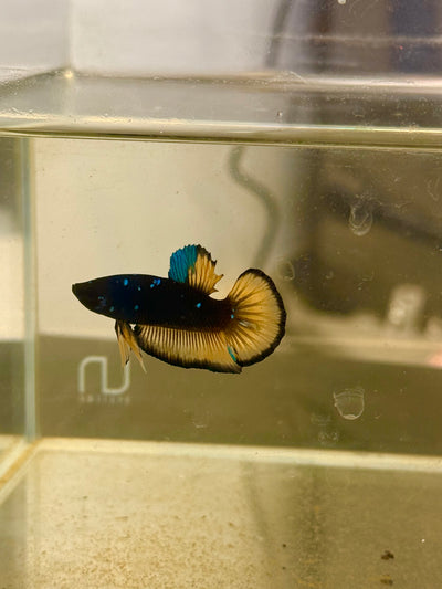 Avatar Blue Yellow Rare Betta 106