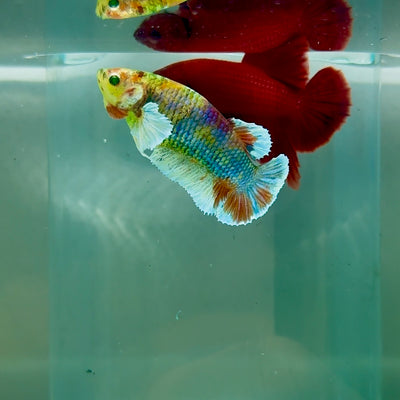 Plakat Dumbo Koi Multicolor Green Eye Female Betta #M124