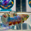 Koi Multicolor green eye- Male Betta M52