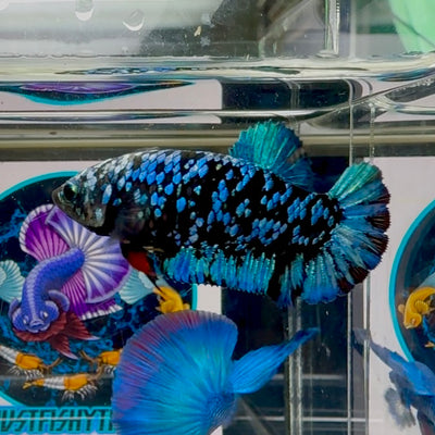 Avatar Blackblue Plakat - Female betta M29
