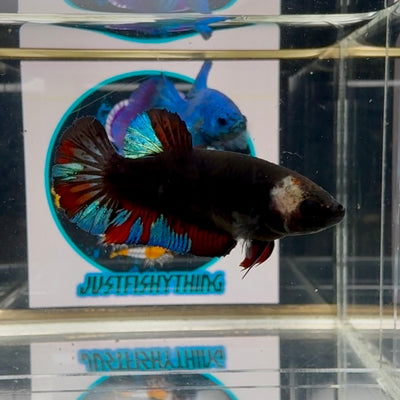 Avatar Blackblue Head Dot Plakat - Female betta M31