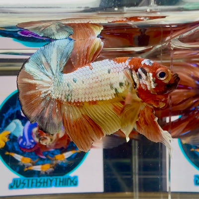 Nemo Copper - Male Betta M46
