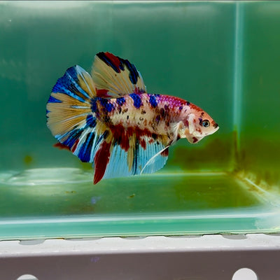 Plakat Metallic Multicolor Male Betta Giant #M103