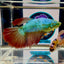 Vampire Hulk Queen Halfmoon (BO6cm)- Female betta M56