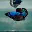 Plakat Blue Samurai Male Betta #Au62