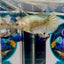 Super Copper Plakat - Female betta M25