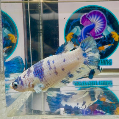 Marble Dot Plakat - Female betta M19