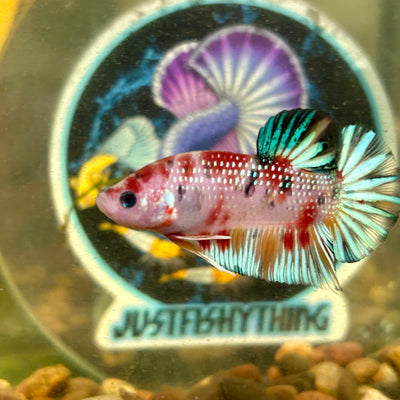 Multicolor Koi Metallic Plakat - 052