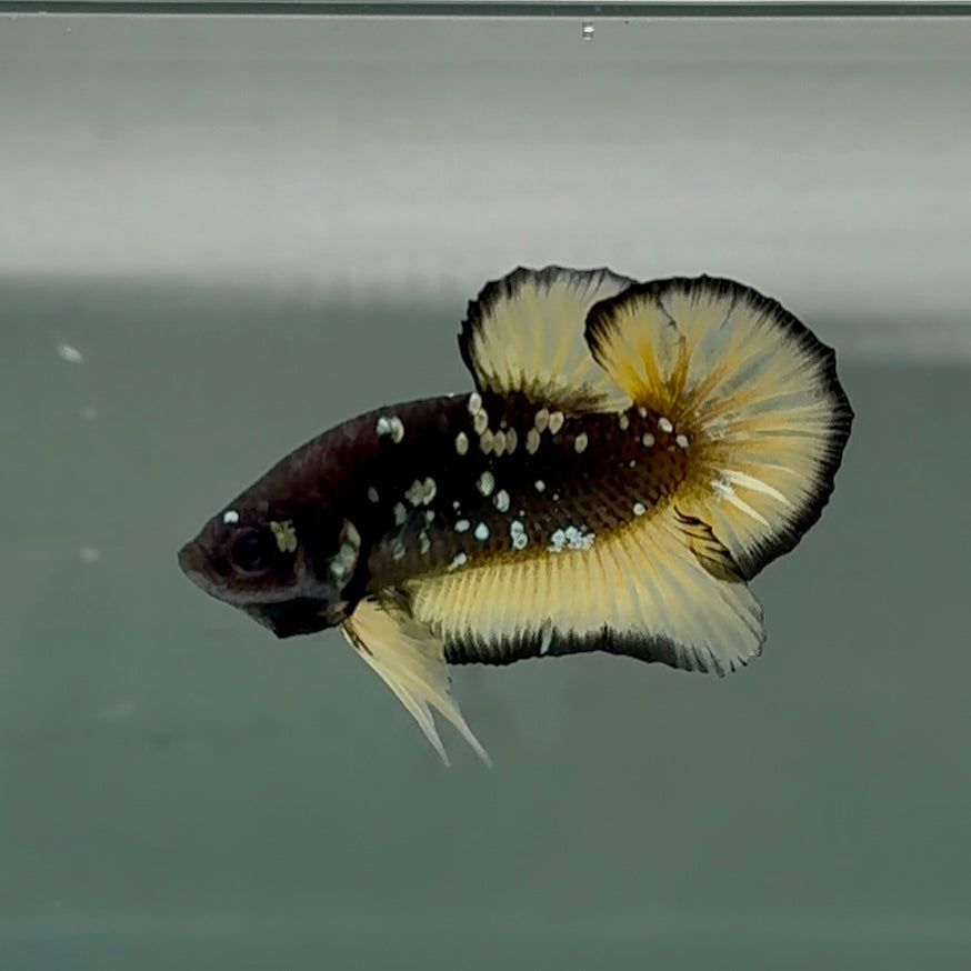 Plakat Black Yellow Galaxy Male Betta #Se18
