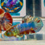 Koi Multicolor green eye- Male Betta M52