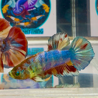 Koi Multicolor green eye- Male Betta M52