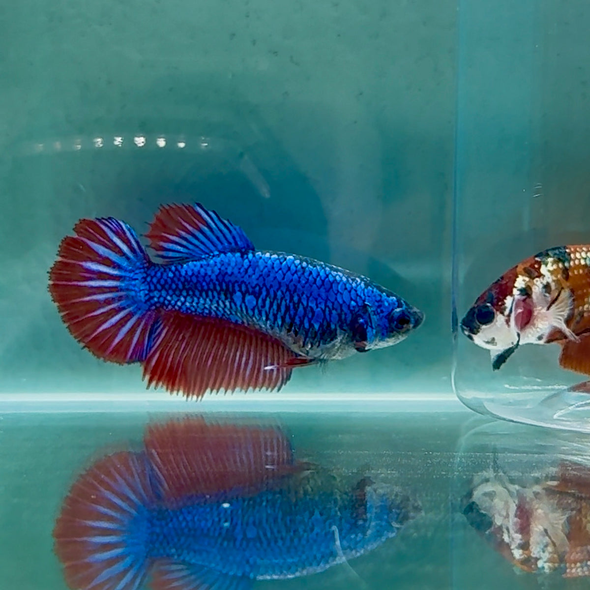 Halfmoon Royal Blue Female Betta #Au19