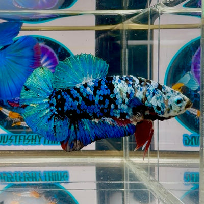 Avatar Halfwhite Blackblue Plakat - Male Betta M32