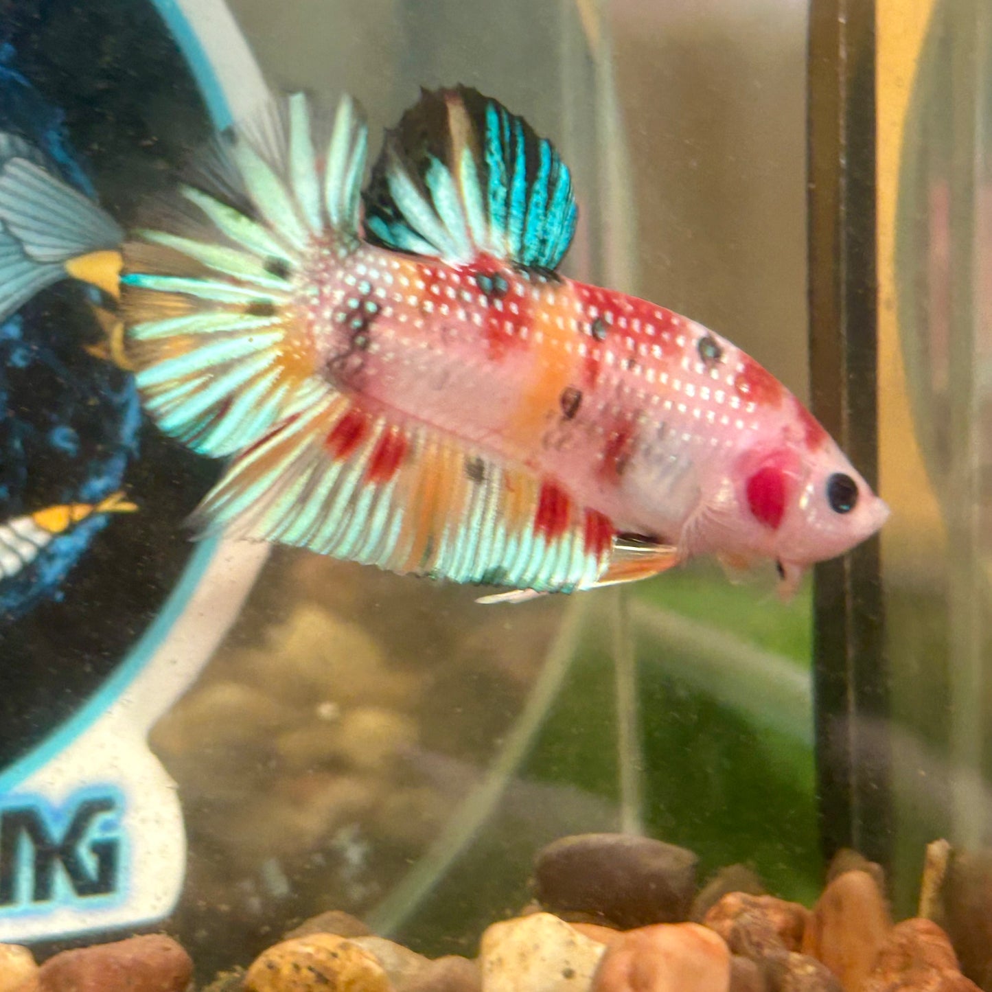 Multicolor Koi Metallic Plakat - 052