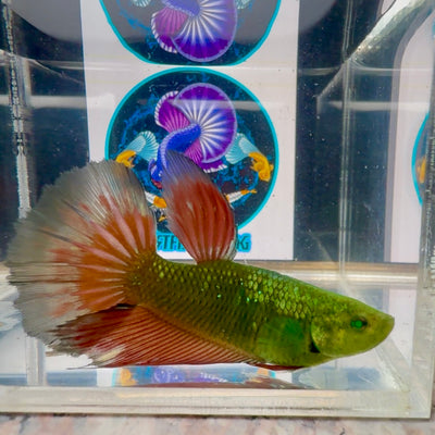 Hulk Queen Halfmoon (BO6cm)- Female betta M62