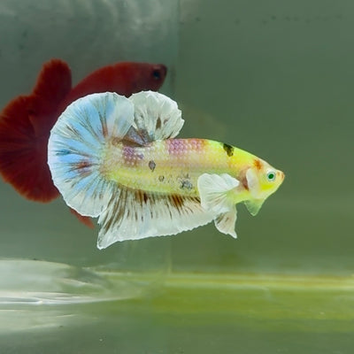 Plakat Dumbo Koi Multicolor Green Eye Male Betta #M117