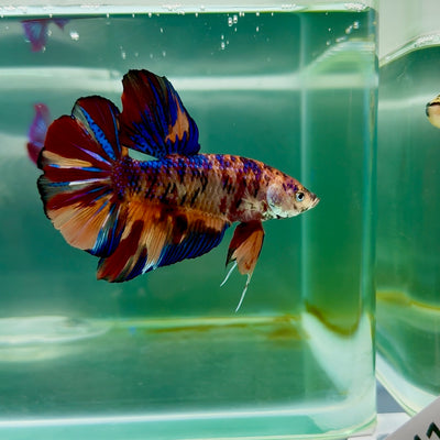 Plakat Koi Multicolor Male Betta Giant #M106