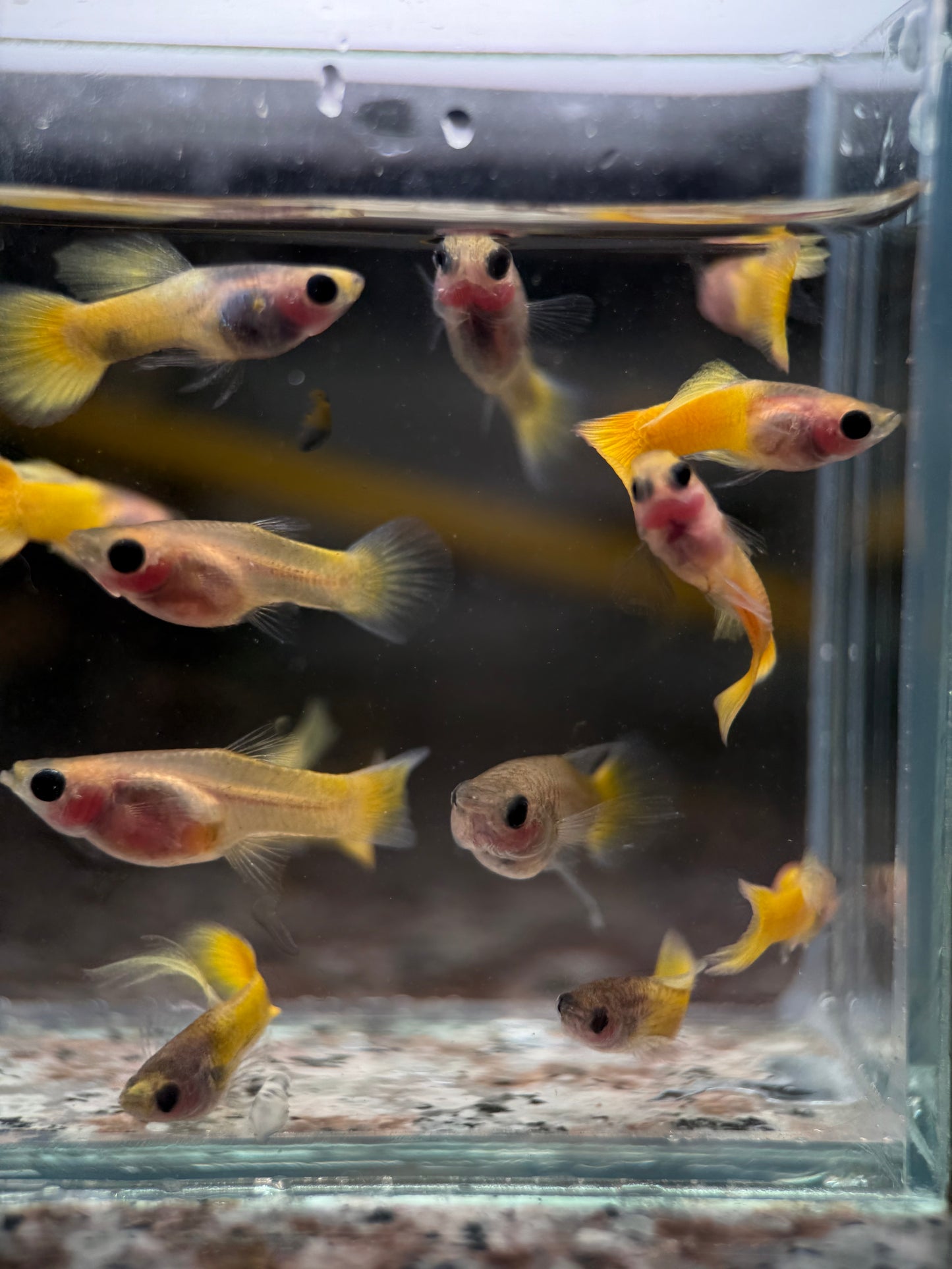 Guppy Fish Yellow Koi Glass Belly Short Body