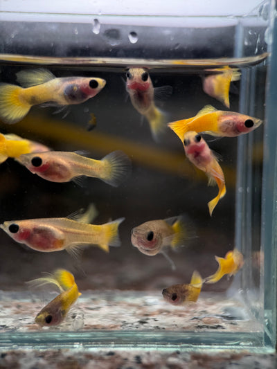 Guppy Fish Yellow Koi Glass Belly Short Body