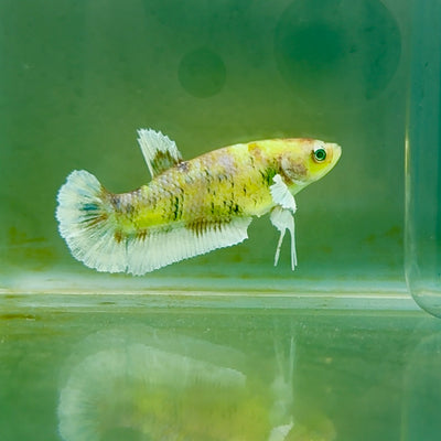 Plakat Dumbo Koi Multicolor Green Eye Female Betta #M122