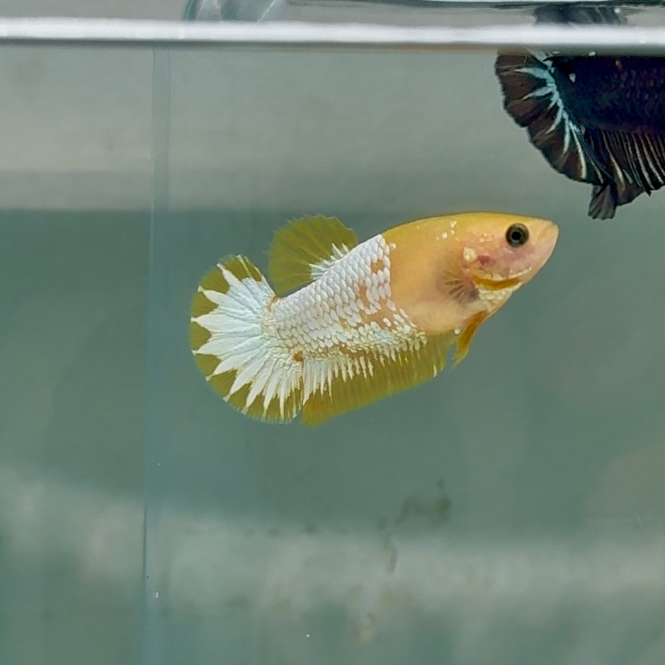 Plakat Yellow Fancy Copper Female Betta #Au60