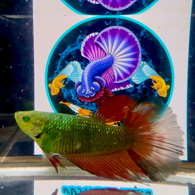Hulk Queen Halfmoon (BO6cm)- Female betta M62