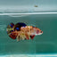 Plakat Koi Orange Giant Female Betta #Ju09