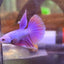 Purple Pink Halfmoon - Male Betta 081