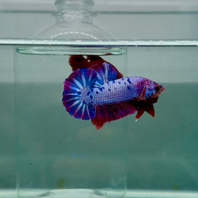 Plakat Nemo Purple Dot Male Betta #M130