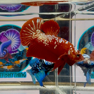 Red Gold Stardust (with white light) Plakat - Male Betta M23