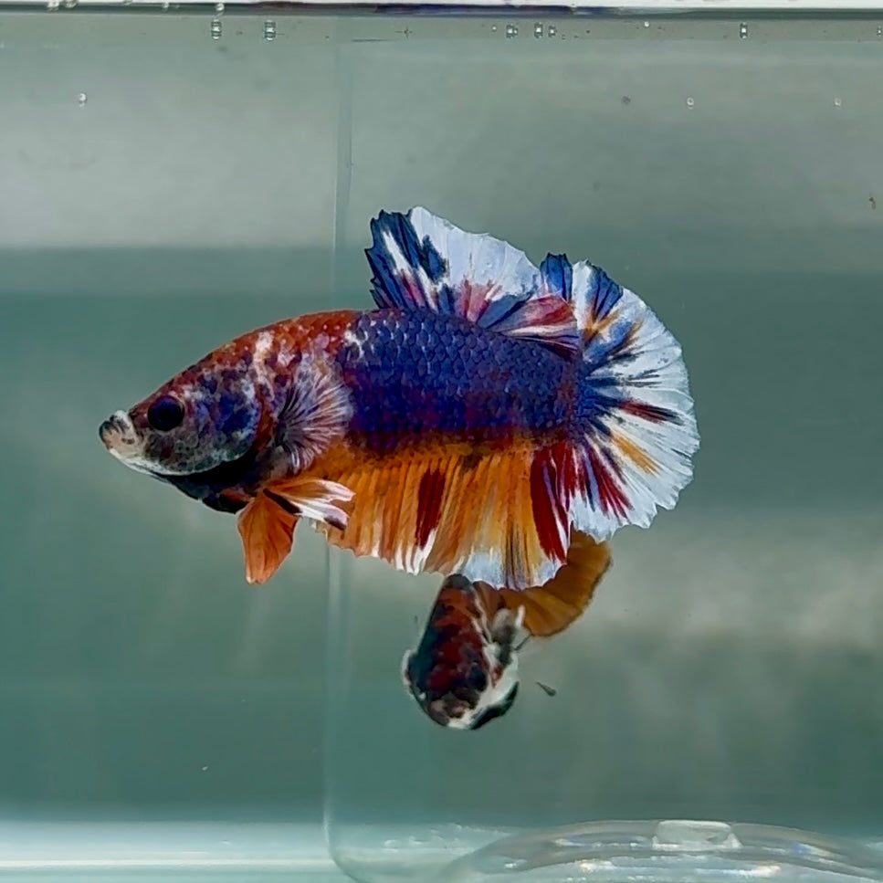 Plakat Nemo Multicolor Male Betta #Au87