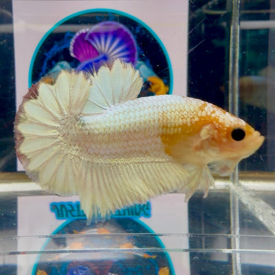 Special Color Star tail (Red FCCP) - Male Betta M16