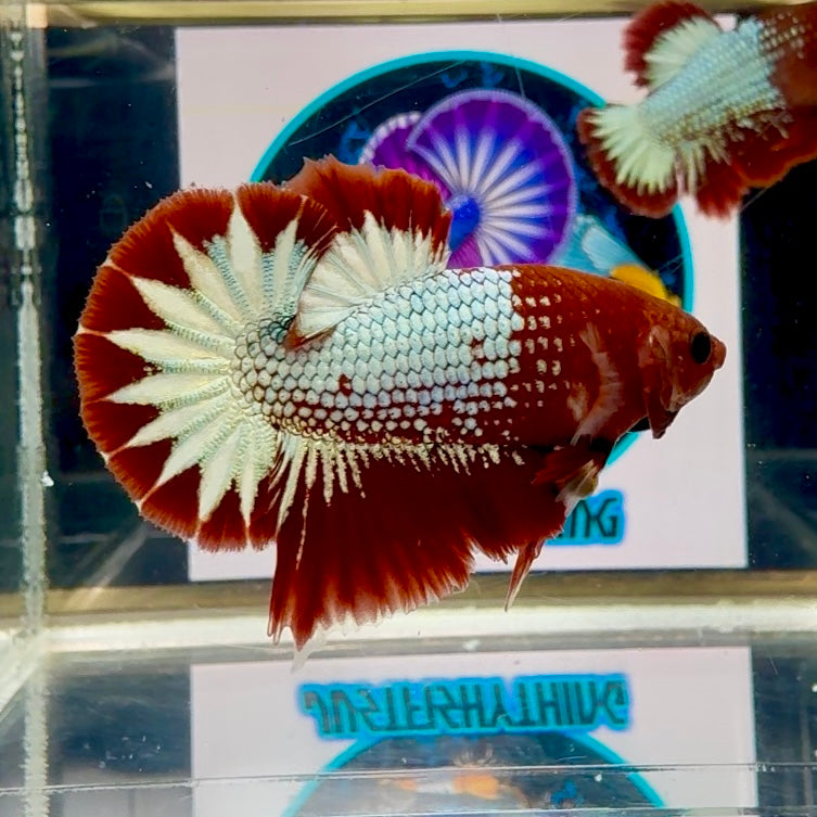Red Fancy Copper Star tail - Male Betta M15