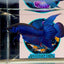Wild Mahachai Blue - Male Betta A14