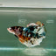 Plakat Koi Copper Male Betta Giant #Ju05