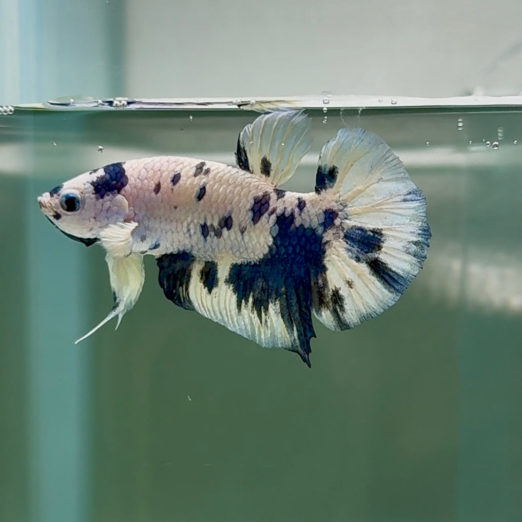 Plakat Marble Dot Male Betta #Au46