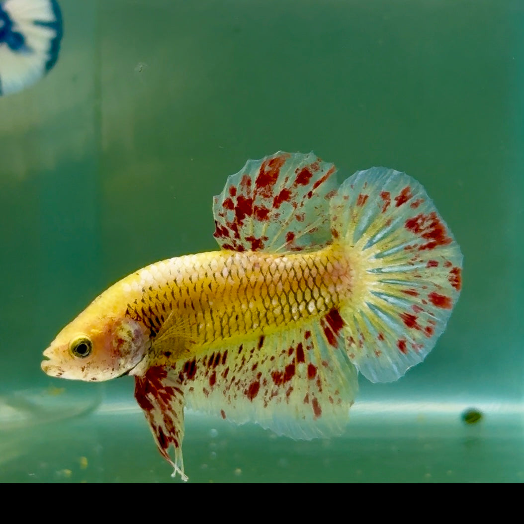 Plakat Yellow Vanda Male Betta #Jul16