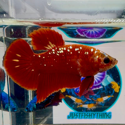 Red Gold Stardust 3 month old(with white light) Plakat - Male Betta M04