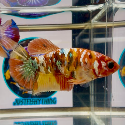 Nemo Copper multicolor - Female betta M60