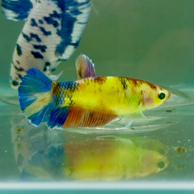 Plakat Koi Multicolor Green Eye Female Betta #Jul24